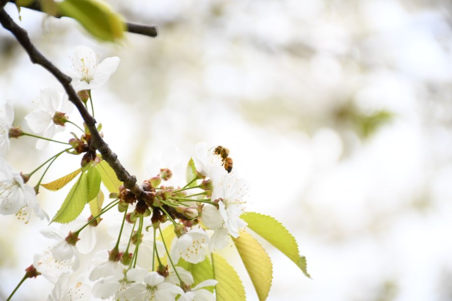 white cherry blossom in close up photography